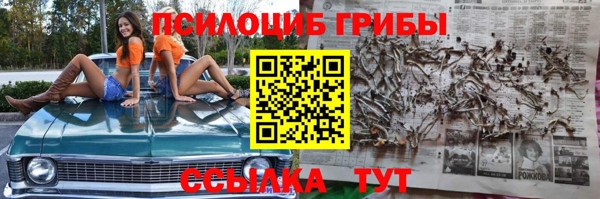 Псилоцибиновые грибы Psilocybe Октябрьский